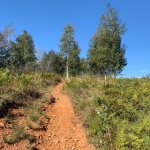 Sentiero all'interno della Riserva della Vauda - Foto EGAP Parchi Reali